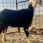 رخل نجديه نادره
