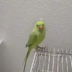 ببغاء الدرة انتي