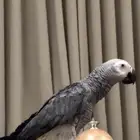 ببغاء مفقود في حي المهديه الغربيه اللي يعرف اي معلومات