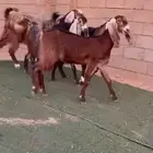معزاء مشاريك خصصم
