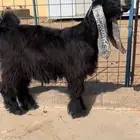 فحل عارضي صنف نادر خصممم