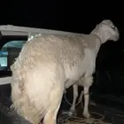 خروف حري اضحيه جبر ناهي العمر جذع 11 شهر
