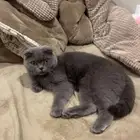 قطه سكوتش انثى