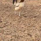 للبيع دجاج بياض بلدي