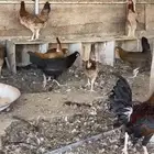 دجاج بلدي دم صافي