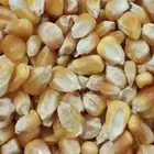 ذرة صفراء