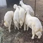 5 طليان جذعان( تم البيع )