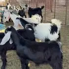 للبيع مراح معزا
