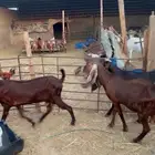 مغزا قبرصيات