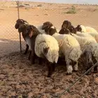 هرافي فاخر