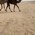 للبيع مفروده فرديه