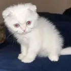 كيتن سكوتش فولد مهجن شيرازي