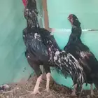 ديك شامو شرط صحه انتاج