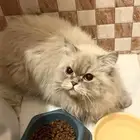 حيوان اليف