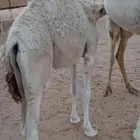 حاشي لباني