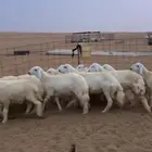 بهم وسط نظيف من 4-5 اشهر