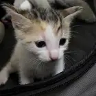 السلام عليكم لدي قطط لتبني