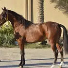 حصان واهو خط سرعة