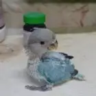 فروخ ببغاء روز مناسب للأطفال