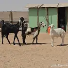 عنزين ويتبعها طليان