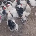 براهما ديوك