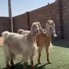 عنزين صفر نواادر