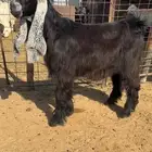 للبيع جفر مشروع فحل كفو راس صعب