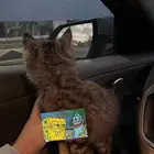 قطه للتبني