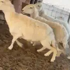 للبيع غنم حريات حرش صنف فواخر دفيع