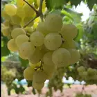 عنب فاخر درجة أولى