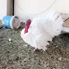دجاج رومي