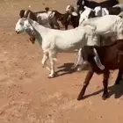 جفار مشاريك مصري وقبرصي