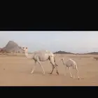 للبيع خلفه وضحا بكر عليها قعود مشروطه من جميع العذاريب