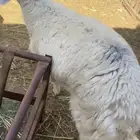 حري و سواكني