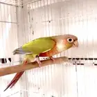 ذكور كنيور