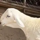 مشروع فحل صنف