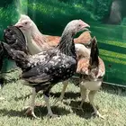 دجاج عربي ترثه   دندراوي