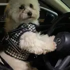 كلب مالتيز للبيع