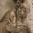 قطه انثى للتبني (مؤقت)