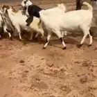 معزاء مشاريك جروم طيبه