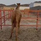حاشي مفرود شحم للبيع