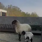 نعيميه متبع فاخره