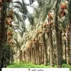 نخل البيع
