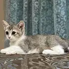 كيتين قطة انثى