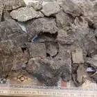 عود فيتنامي اصلي
