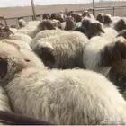استيراد مواشي