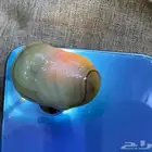 حجر كريم للبيع للمتخصصين