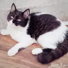قطة مهجنة شيرازي   سكوتش ستريت