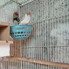 زوج زيبرا إنجليزي