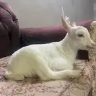 قزمي اليف تم البيع الله يعوض خير